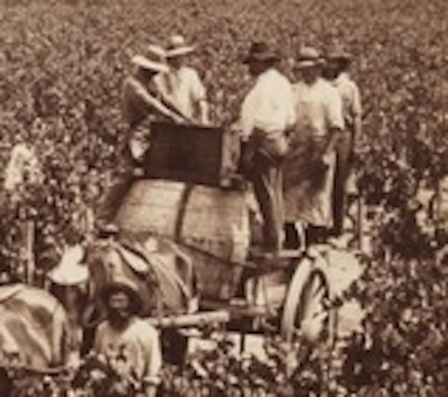 Harvest on Dalwood Vineyard near Branxton 1880. SLNSW